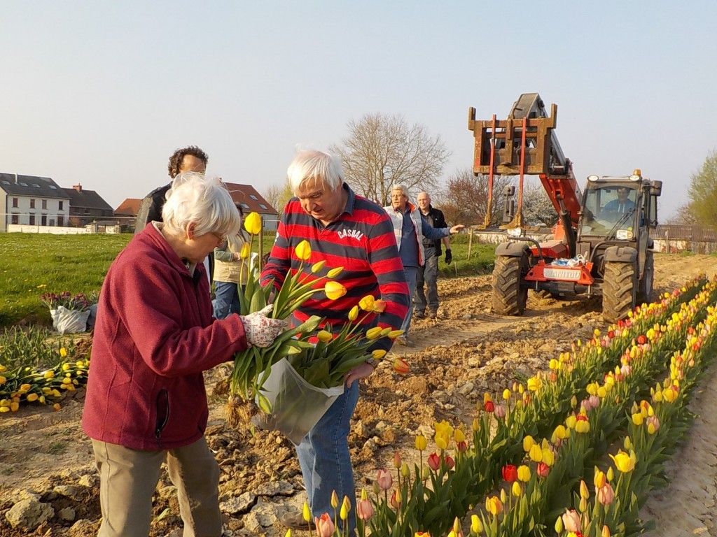 Un groupe de personnes âgées cueillant des tulipes dans un champ de tulipes. Dans l'arrière-plan est un tracteur