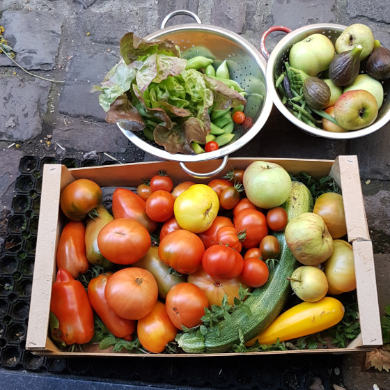 Caisse avec des légumes de saison belge de début d'automne : tomages, courgettes, pommes, salade, roquette, figues